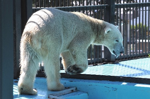 ８月２７日～おびひろ動物園・イコロ～開園から１２時まで