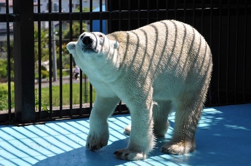 ８月２７日～おびひろ動物園・イコロ～１２時台