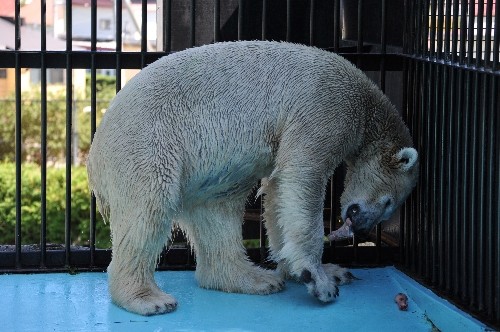 ８月２７日～おびひろ動物園・イコロ～１３時前後