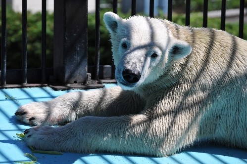 ８月２７日～おびひろ動物園・イコロ～１３時台