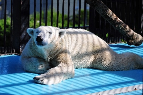 ８月２７日～おびひろ動物園・イコロ～１５時から閉園まで