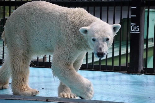 ８月２６日～おびひろ動物園・イコロ～９時台から１１時半