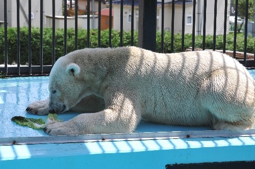 ８月２６日～おびひろ動物園・イコロ～１１時半から１２時台