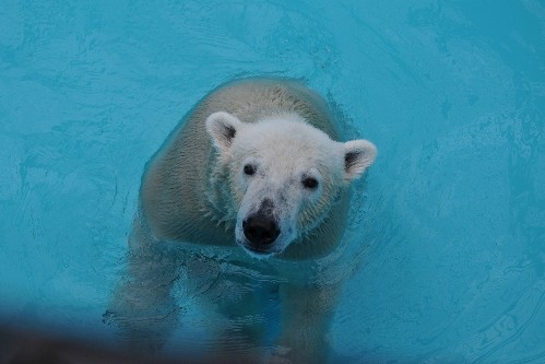 ８月２６日～おびひろ動物園・イコロ～１３時台