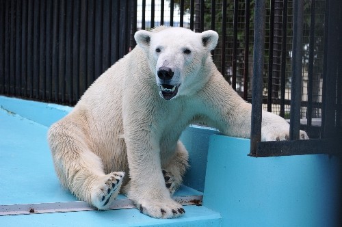 ８月２６日～おびひろ動物園・イコロ～１４時台