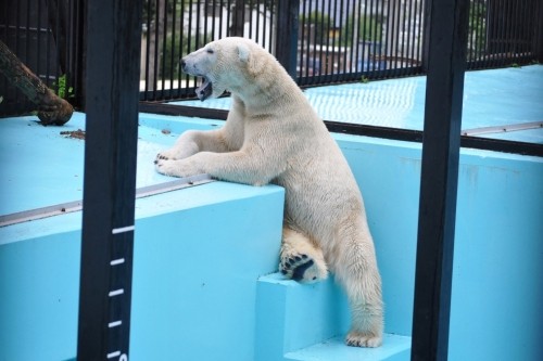 ８月２６日～おびひろ動物園・イコロ～１５時から閉園過ぎまで