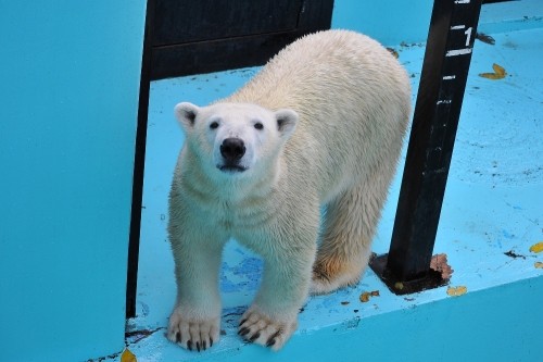 １０月２４日～おびひろ動物園・イコロ～開園から１１時過ぎまで