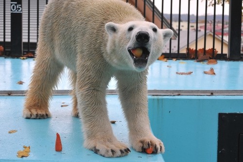 １０月２４日～おびひろ動物園・イコロ～スポットガイド