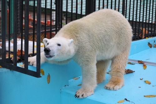 １０月２４日～おびひろ動物園・イコロ～１１時台後半から１２時台