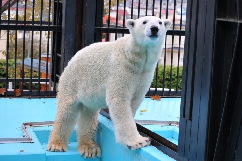 １０月２４日～おびひろ動物園・イコロ～１３時台