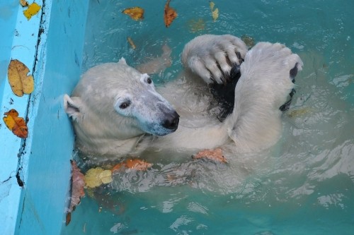 １０月２４日～おびひろ動物園・イコロ～１４時台