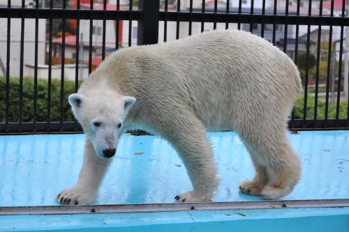 １０月２４日～おびひろ動物園・イコロ～１５時台（閉園まで）