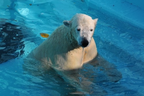 １１月３日～おびひろ動物園・イコロ～開園から１１時まで