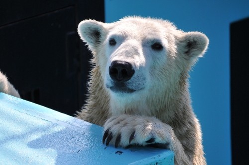 １１月３日～おびひろ動物園・イコロ～１１時からスポットガイドまで