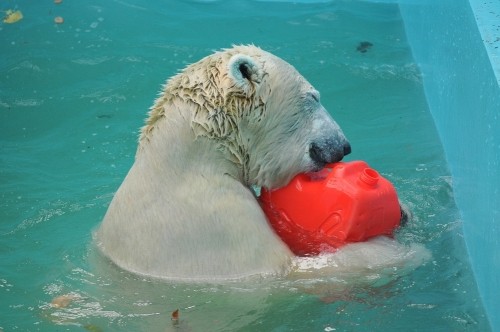 １１月３日～おびひろ動物園・イコロ～１２時台