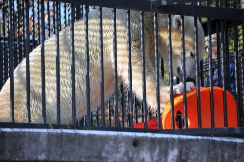 １１月３日～おびひろ動物園・イコロ～１３時台から１４時台