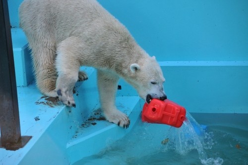 １１月３日～おびひろ動物園・イコロ～１４時台から閉園まで