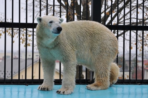 １１月２日～おびひろ動物園・イコロ～開園から１１時台