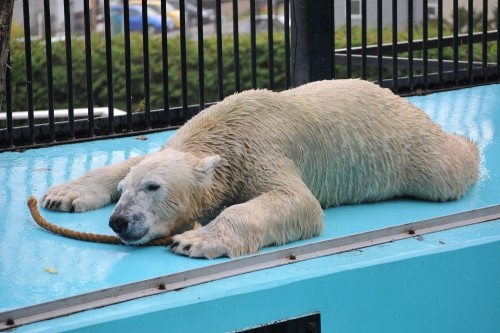 １１月２日～おびひろ動物園・イコロ～１１時台・続き