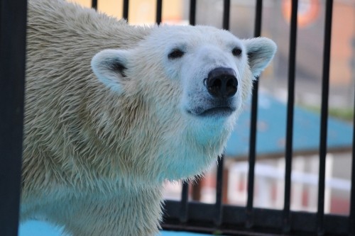 １１月２日～おびひろ動物園・イコロ～１３時台から１４時台