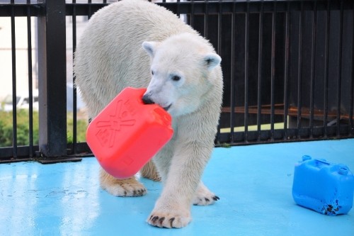 １１月２日～おびひろ動物園・イコロ～１４時台・続き