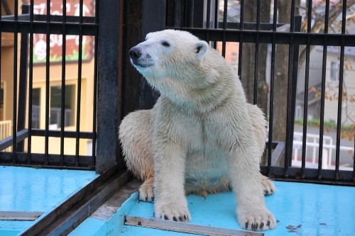 １１月２日～おびひろ動物園・イコロ～１５時台