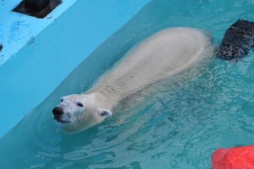 １１月２日～おびひろ動物園・イコロ～閉園まで