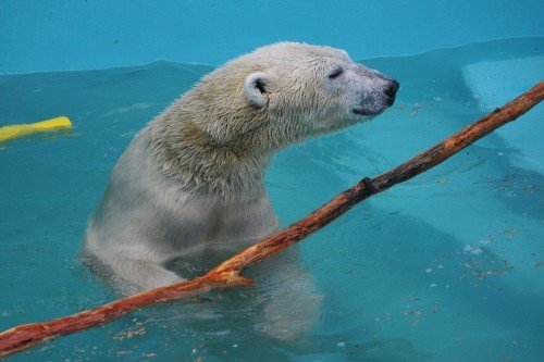 １０月２３日～おびひろ動物園・イコロ～９時台から１１時過ぎ