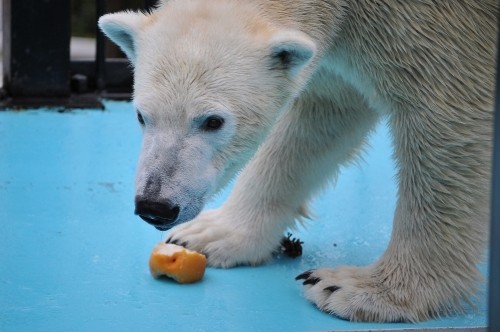 １０月２３日～おびひろ動物園・イコロ～１１時台