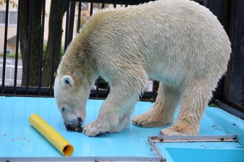 １０月２３日～おびひろ動物園・イコロ～１１時台（ゴハン）続き