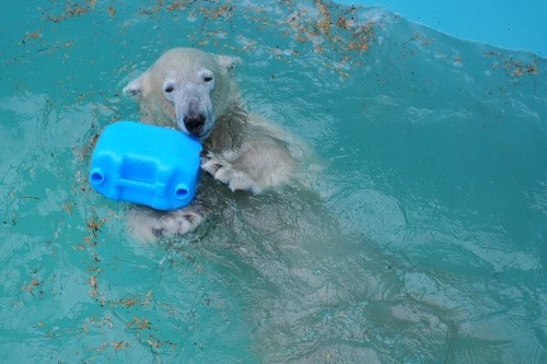 １０月２３日～おびひろ動物園・イコロ～１２時前後