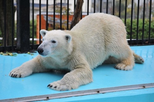 １０月２３日～おびひろ動物園・イコロ～１４時台・続き