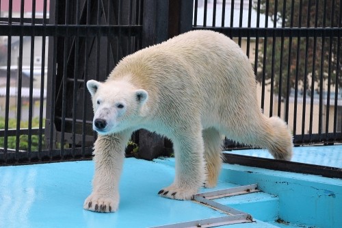 １０月２２日～おびひろ動物園・イコロ～１０時台から１１時台