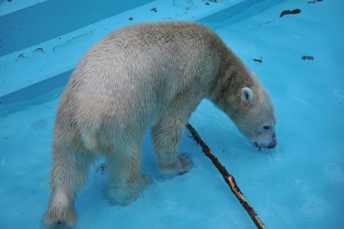 １０月２２日～おびひろ動物園・イコロ～１１時台から１２時台