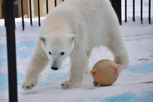 ２月２６日～おびひろ動物園・イコロ＆アイラ～１０時台