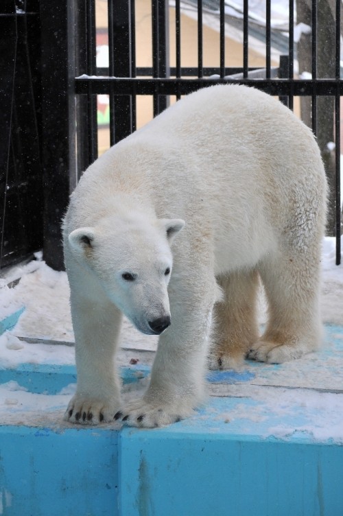 ２月２６日～おびひろ動物園・イコロ＆アイラ～１１時台前半