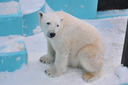 ２月２６日～おびひろ動物園・イコロ＆アイラ～１１時台後半から１２時台