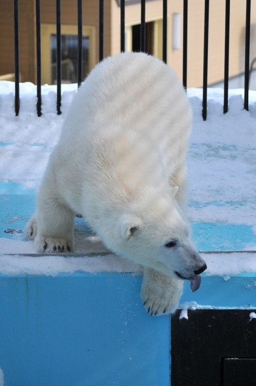 ２月２６日～おびひろ動物園・イコロ＆アイラ～１３時台