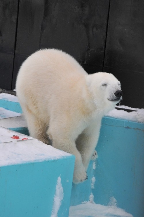 ２月２６日～おびひろ動物園・イコロ＆アイラ～１３時台から１４時台