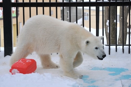 ２月２５日～おびひろ動物園・イコロ＆アイラ～１０時台から１１時半