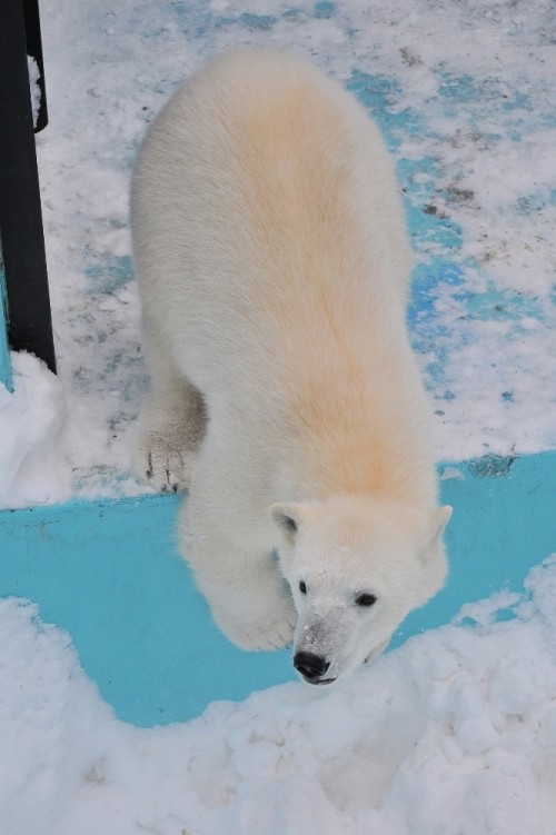 ２月２５日～おびひろ動物園・イコロ＆アイラ～１１時半から１２時台