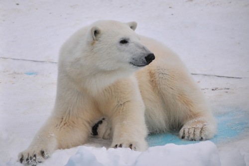 ２月２５日～おびひろ動物園・イコロ＆アイラ～１２時台から１３時台