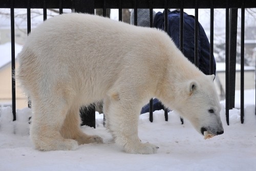 ２月２５日～おびひろ動物園・イコロ＆アイラ～１３時台以降