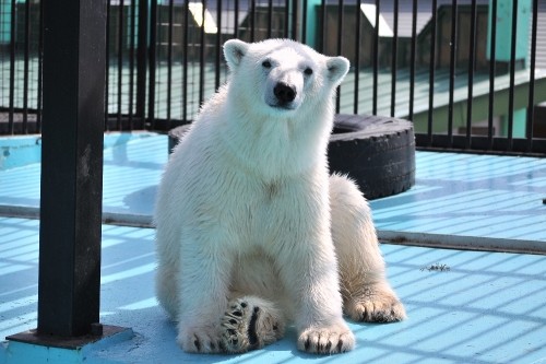 ５月１日～おびひろ動物園・イコロ＆アイラ～開園から１０時台