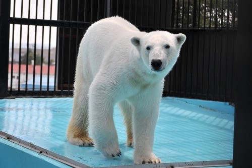 ５月１日～おびひろ動物園・イコロ＆アイラ～１０時台から１２時台