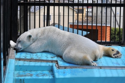 ５月１日～おびひろ動物園・イコロ＆アイラ～１２時台から１４時まで