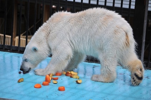 ５月１日～おびひろ動物園・イコロ＆アイラ～１４時台