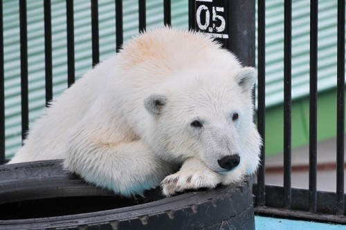 ５月１日～おびひろ動物園・イコロ＆アイラ～１４時台から１５時台