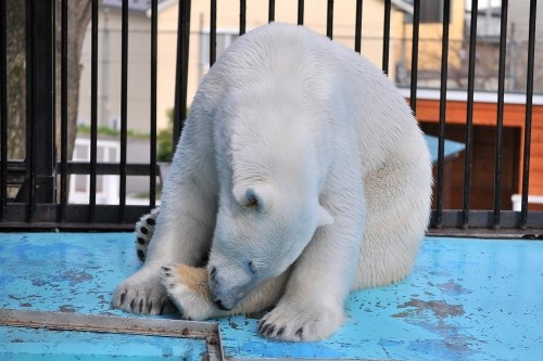 ５月１日～おびひろ動物園・イコロ＆アイラ～１５時台から閉園後？！