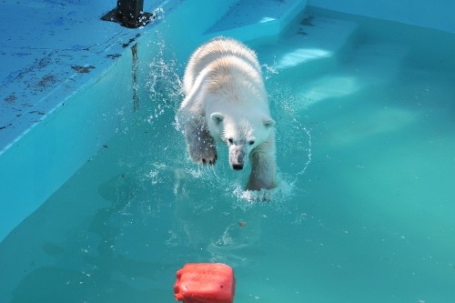 ４月３０日～おびひろ動物園・イコロ＆アイラ～開園から９時台